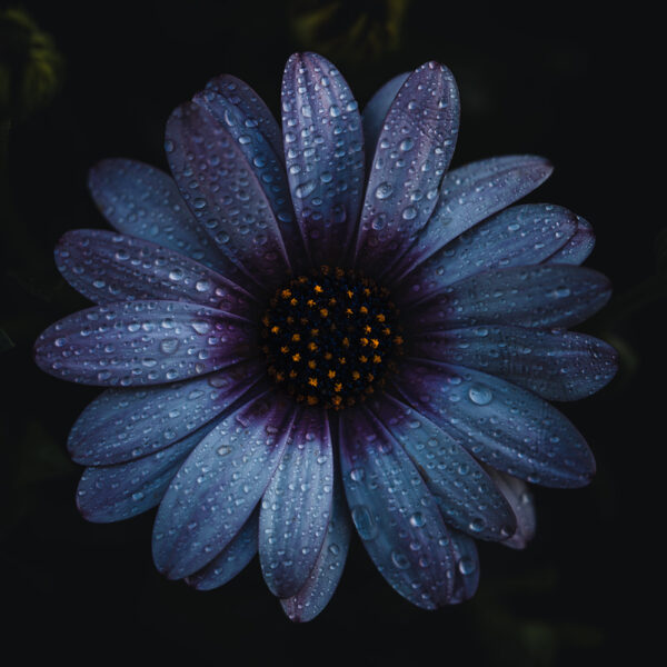 Wandbild Kapkörbchen, zu kaufen im Bildershop Moody Flowers
