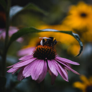 Wandbild Hummel auf Purpur-Sonnenhut, zu kaufen im Bildershop Moody Flowers
