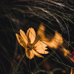 Wandbild Goldmarie, zu kaufen im Bildershop Moody Flowers