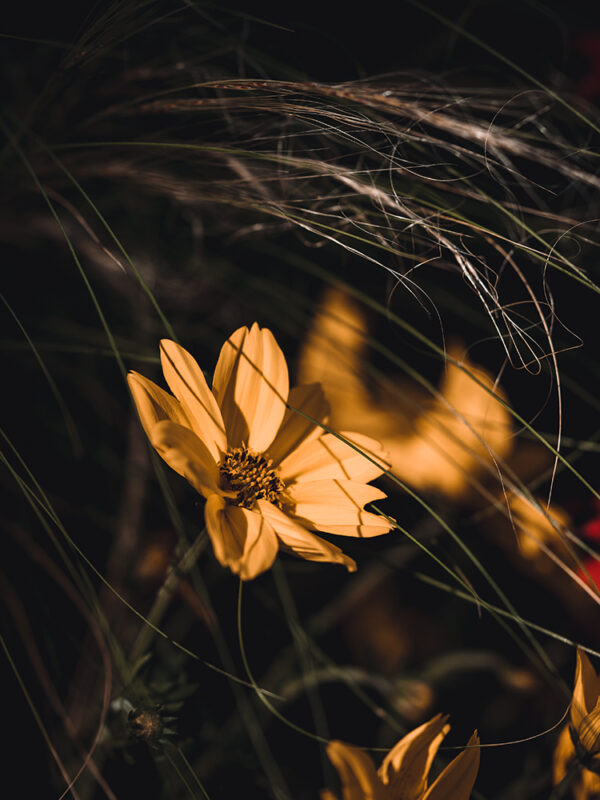 Wandbild Goldmarie, zu kaufen im Bildershop Moody Flowers