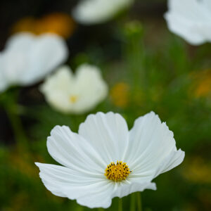 Wandbild Cosmea, zu kaufen im Bildershop Flowers