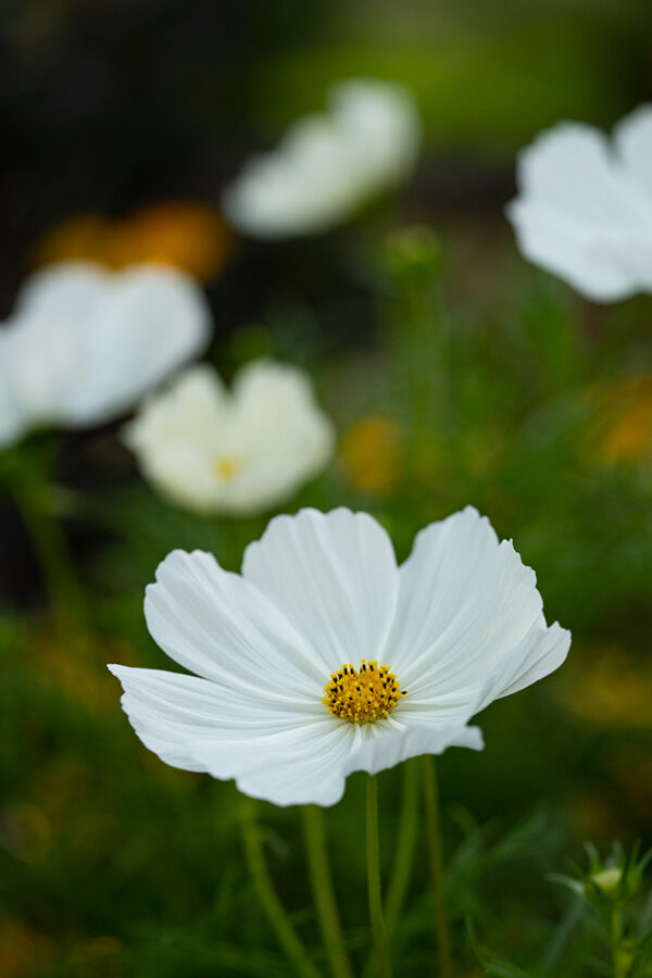Wandbild Cosmea, zu kaufen im Bildershop Flowers