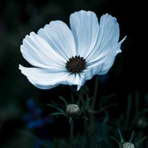 Wandbild Cosmea, zu kaufen im Bildershop Moody Flowers