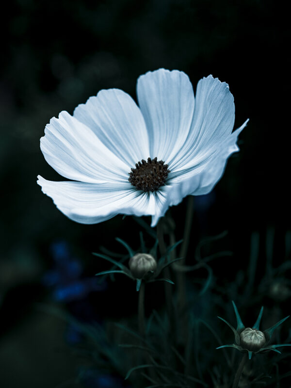 Wandbild Cosmea, zu kaufen im Bildershop Moody Flowers