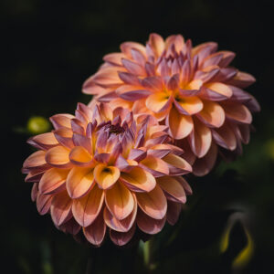 Wandbild Dahlie, zu kaufen im Bildershop Moody Flowers