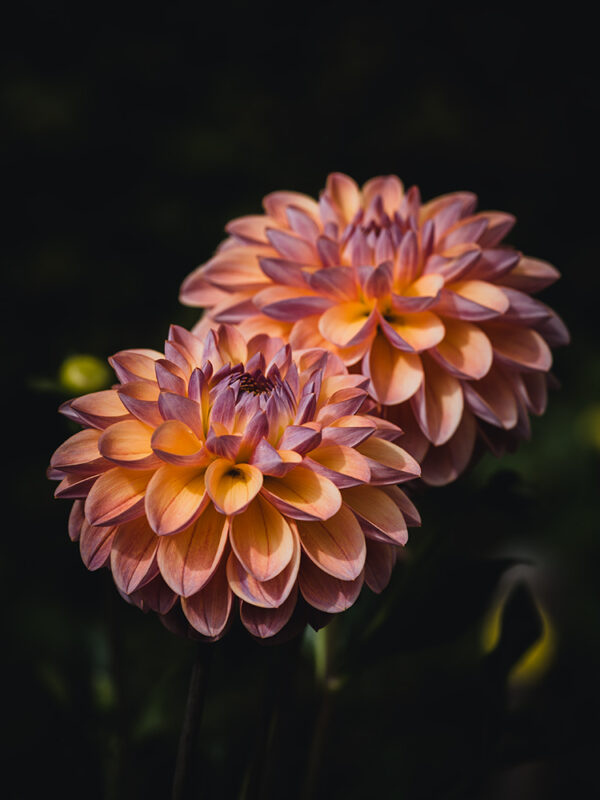 Wandbild Dahlie, zu kaufen im Bildershop Moody Flowers