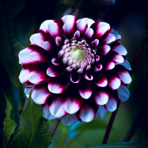 Wandbild Dahlie, zu kaufen im Bildershop Moody Flowers