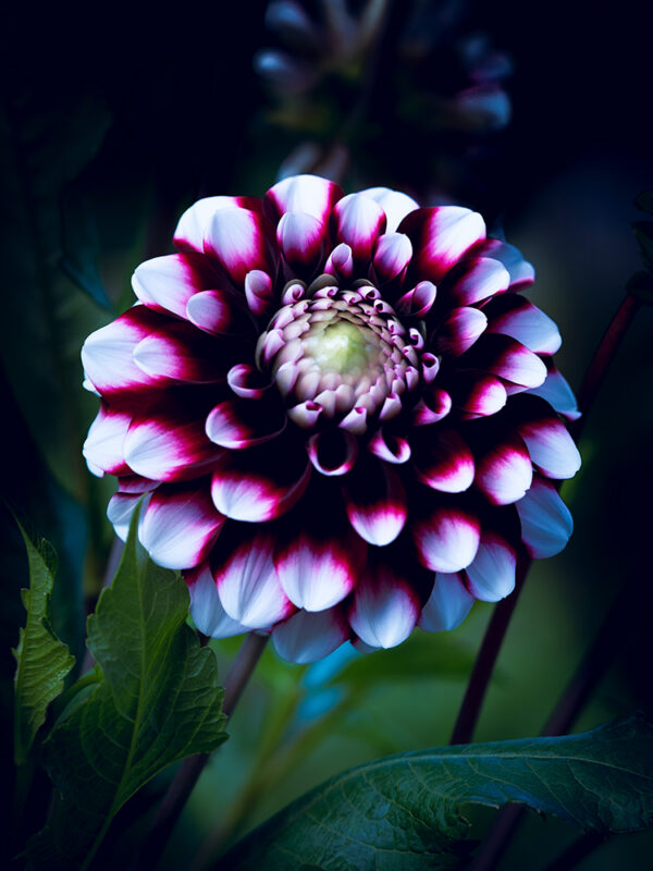 Wandbild Dahlie, zu kaufen im Bildershop Moody Flowers