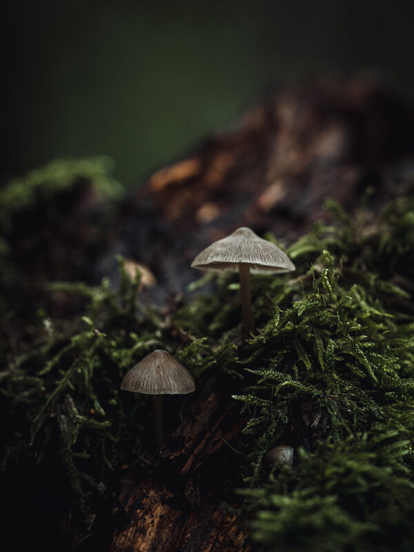 Wandbild Zwei kleine Helmlinge, zu kaufen im Bildershop Nature Macro