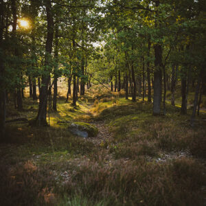 Wandbild Lüneburger Heide, zu kaufen im Bildershop Nature Landscape