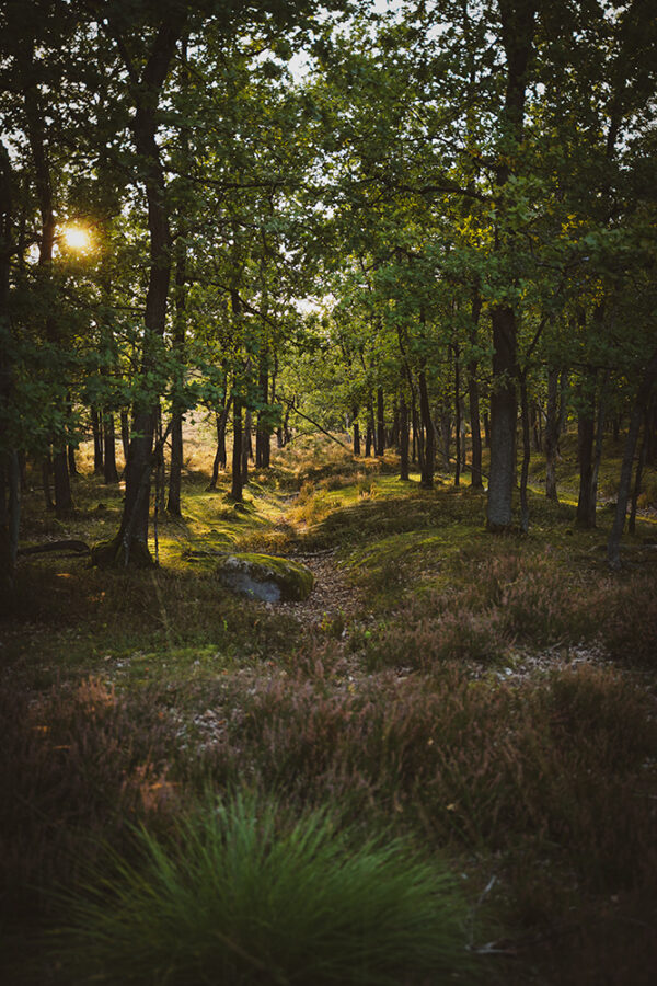 Wandbild Lüneburger Heide, zu kaufen im Bildershop Nature Landscape