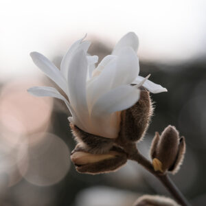 Wandbild Magnolie, zu kaufen im Bildershop Flowers