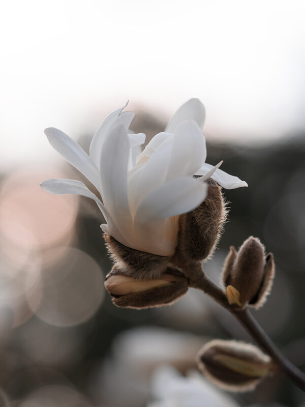 Wandbild Magnolie, zu kaufen im Bildershop Flowers