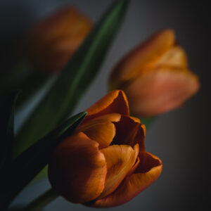 Wandbild Tulpe, zu kaufen im Bildershop Moody Flowers