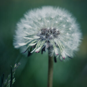 Wandbild Pusteblume, zu kaufen im Bildershop Flowers
