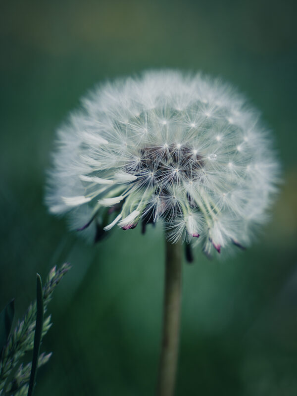 Wandbild Pusteblume, zu kaufen im Bildershop Flowers