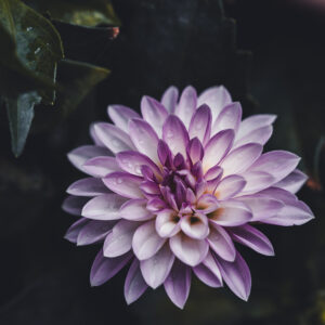 Wandbild Dahlie, zu kaufen im Bildershop Moody Flowers