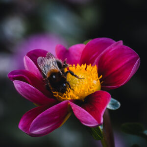 Wandbild Hummel auf Dahlie, zu kaufen im Bildershop Moody Flowers