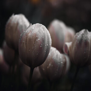 Wandbild Tulpen, zu kaufen im Bildershop Moody Flowers