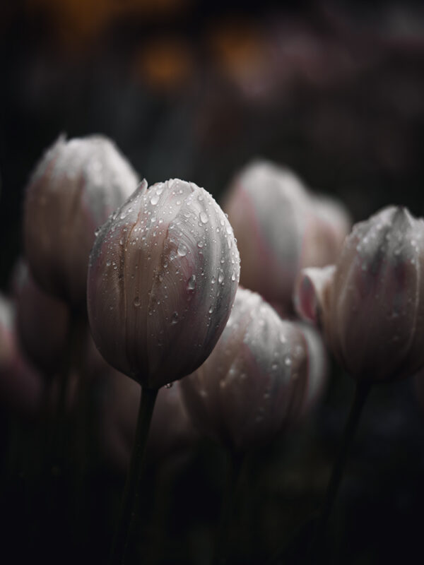 Wandbild Tulpen, zu kaufen im Bildershop Moody Flowers