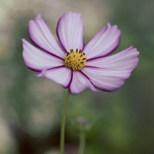 Wandbild Cosmea, zu kaufen im Bildershop Flowers