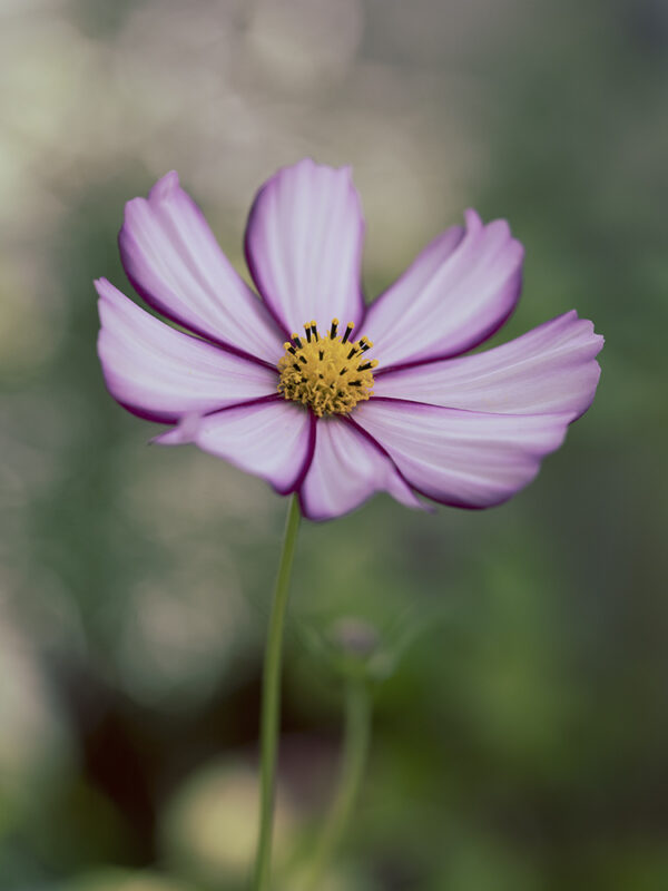 Wandbild Cosmea, zu kaufen im Bildershop Flowers