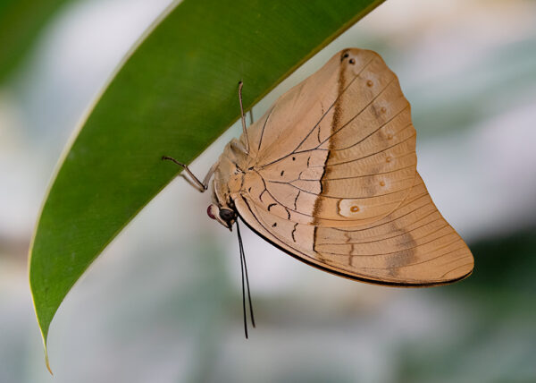 Wandbild Blauer Schuhmacher, zu kaufen im Bildershop Nature Macro