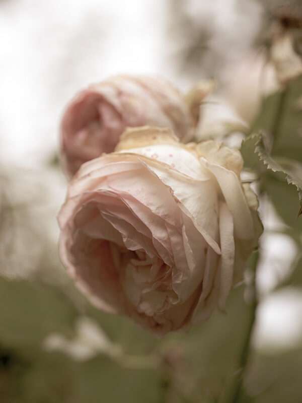 Wandbild Französische Rosen, zu kaufen im Bildershop Flowers