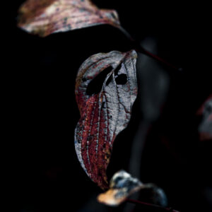 Wandbild Blatt eines Hartriegelstrauchs, zu kaufen im Bildershop Nature Macro