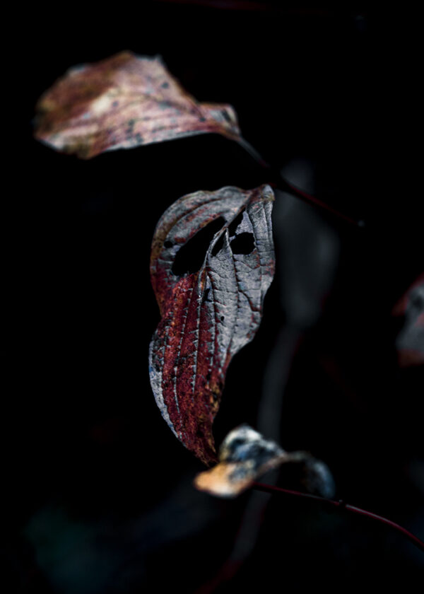 Wandbild Blatt eines Hartriegelstrauchs, zu kaufen im Bildershop Nature Macro