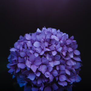 Wandbild Hortensie, zu kaufen im Bildershop Moody Flowers