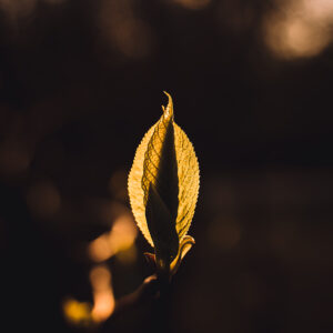 Wandbild Junges Blatt einer Weide, zu kaufen im Bildershop Nature Macro