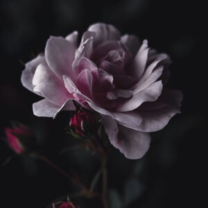 Wandbild Rose, zu kaufen im Bildershop Moody Flowers