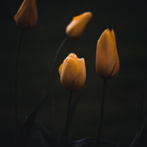 Wandbild Tulpen, zu kaufen im Bildershop Moody Flowers
