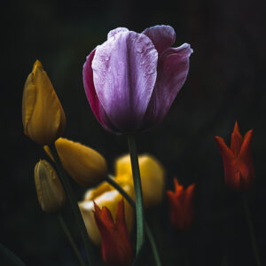 Wandbild Tulpen, zu kaufen im Bildershop Moody Flowers