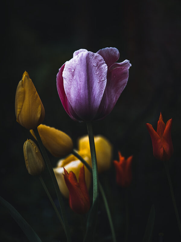 Wandbild Tulpen, zu kaufen im Bildershop Moody Flowers
