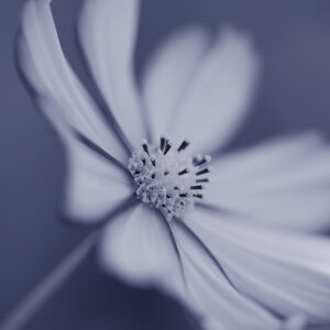 Wandbild Cosmea, zu kaufen im Bildershop Flowers