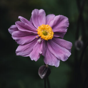 Wandbild Anemone, zu kaufen im Bildershop Moody Flowers