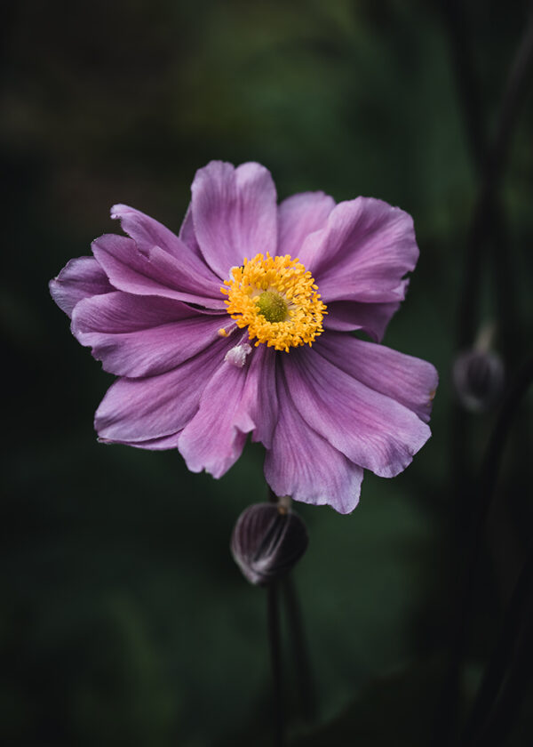 Wandbild Anemone, zu kaufen im Bildershop Moody Flowers