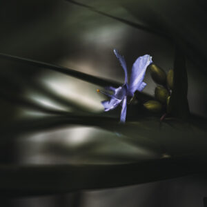 Wandbild Dreimasterblume zu kaufen im Bildershop Moody Flowers