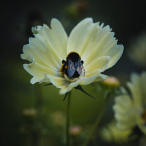 Wandbild Hummel auf Cosmea, zu kaufen im Bildershop Moody Flowers