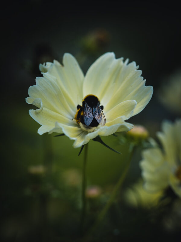 Wandbild Hummel auf Cosmea, zu kaufen im Bildershop Moody Flowers