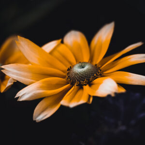 Wandbild Rauher Sonnenhut, zu kaufen im Bildershop Moody Flowers