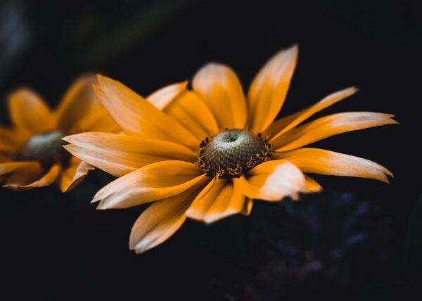 Wandbild Rauher Sonnenhut, zu kaufen im Bildershop Moody Flowers