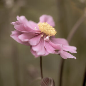 Wandbild Anemone, zu kaufen im Bildershop Flowers