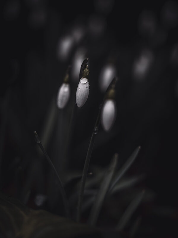 Wandbild Schneeglöckchen, zu kaufen im Bildershop Moody Flowers