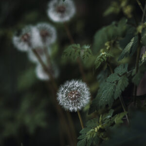 Wandbild Pusteblumen, zu kaufen im Bildershop Moody Flowers