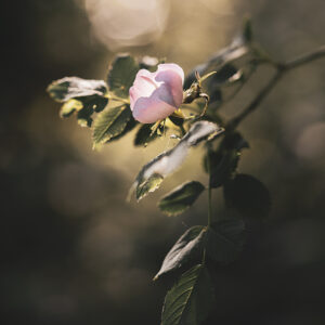 Wandbild Heckenrose, zu kaufen im Bildershop Moody Flowers