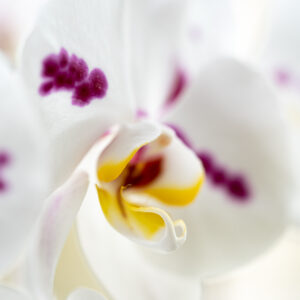 Wandbild Orchidee, zu kaufen im Bildershop Flowers
