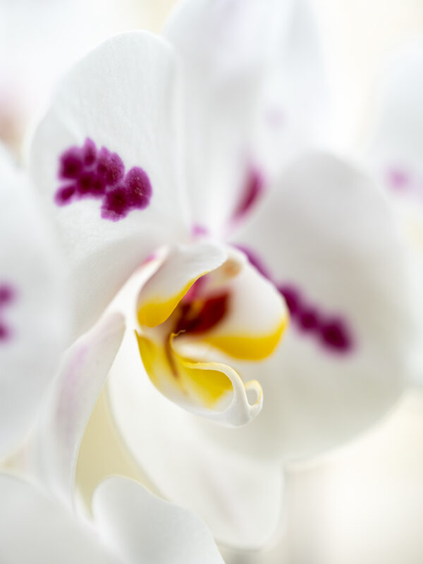 Wandbild Orchidee, zu kaufen im Bildershop Flowers